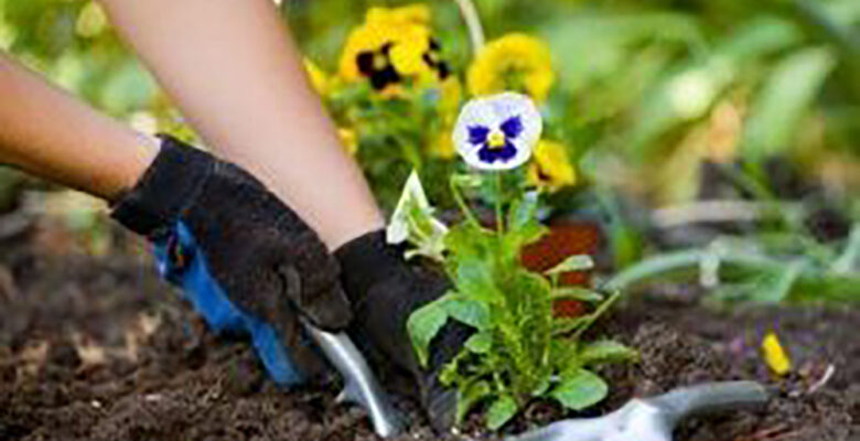 Planting  Flower Beds